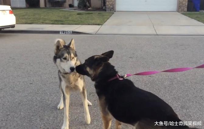 二哈把马路当地盘，德牧路过被拦下，结果发现对方是硬角色