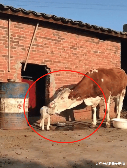 老黄牛“看上”了小白狗，一个劲儿地舔它，狗：想逃，却逃不掉