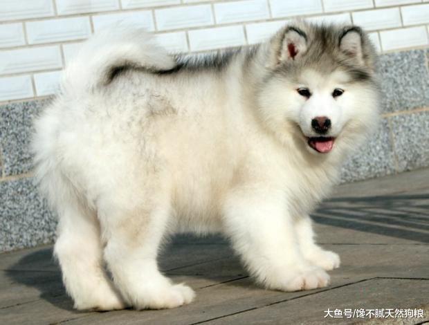 如果狗狗有这4个特征，那么恭喜你，它很旺你