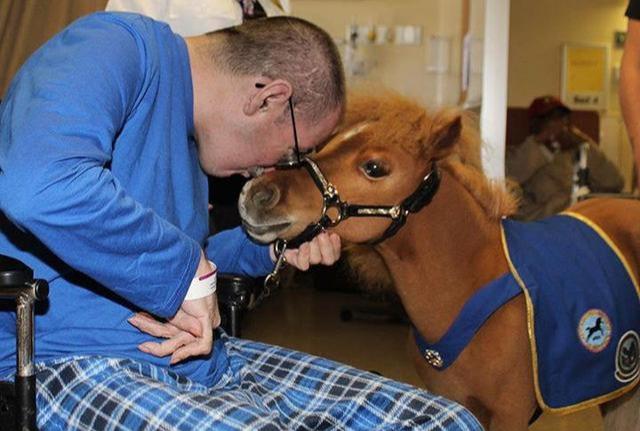 不只是狗狗，猫咪也能成为治疗动物，为什么它们能治愈人心？