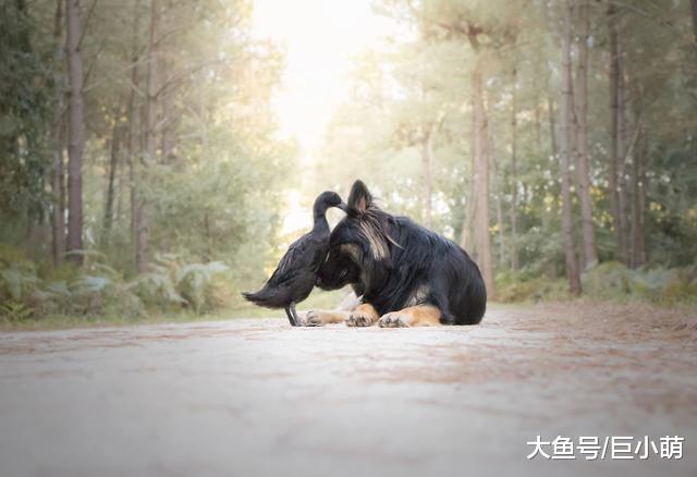 黑色深厚恋情，黑色狗狗和黑色鸭子相爱，每天拥抱着睡觉