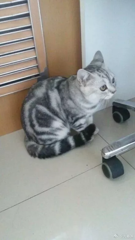 有人说，这是快速区分男女喵的方法，只不过…