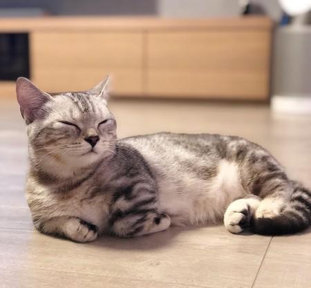 鲜肉主人亲自帮猫咪洗澡，猫萌人帅，为什么负责拍照的人不是我