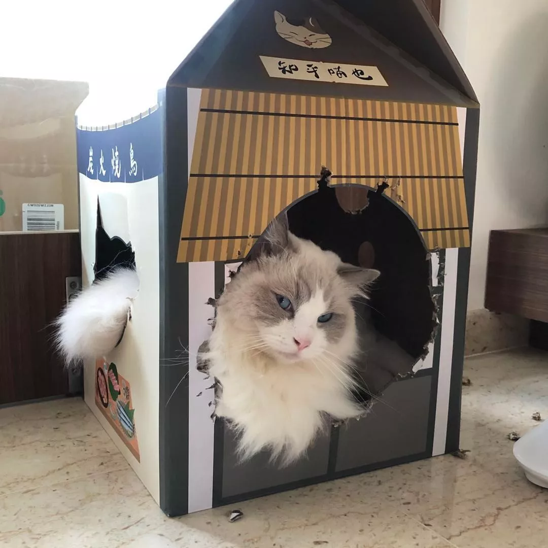 大肥猫钻进主人买的小屋却不高兴了，原因是因为塞不下去...