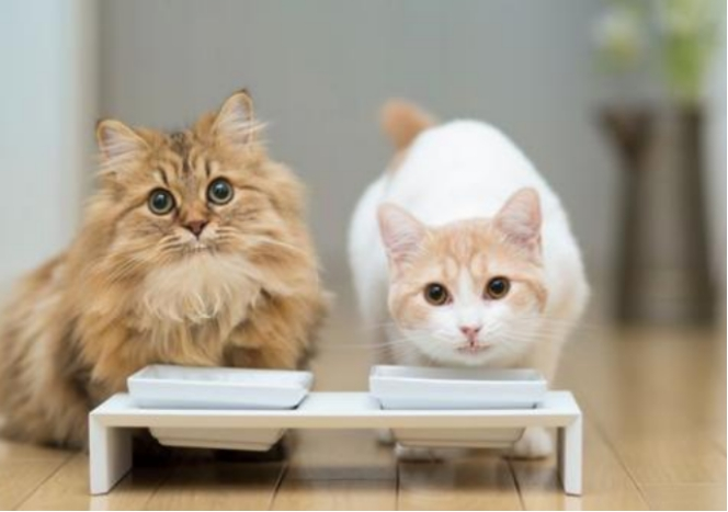 我的猫咪养成日记，猫奴们注意了，这些东西不要给它们吃