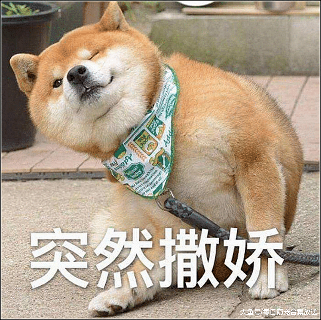 奶奶生病住院，土狗日夜守候不肯离去，随后一幕令人心疼落泪