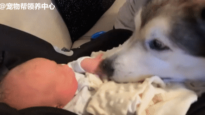 铲屎官生了小宝贝，最开心的是家里的两只阿拉斯加，乐开了花……