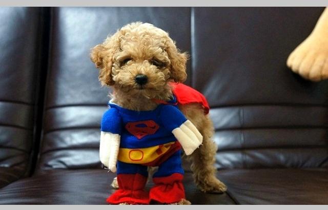 大家会给狗穿衣服吗？好看的同时可能对狗也有危害哦