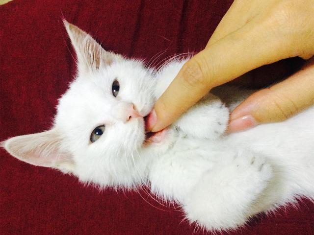 著名的丑猫爆红, 到底是白猫长出了黑斑, 还是黑猫长出了白斑