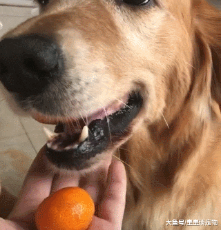 你永远也不知道认真偷东西吃的狗狗，嘴里能藏多少个橘子！