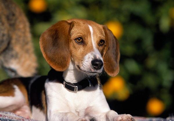 世界上最漂亮狗前十名, 世界上最受欢迎的狗品种!