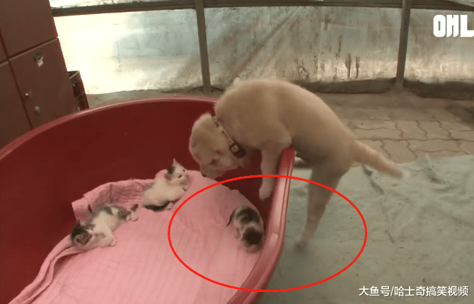 狗妈丢下自己孩子，捡了一窝奶猫喂养，原来是在保护小奶狗