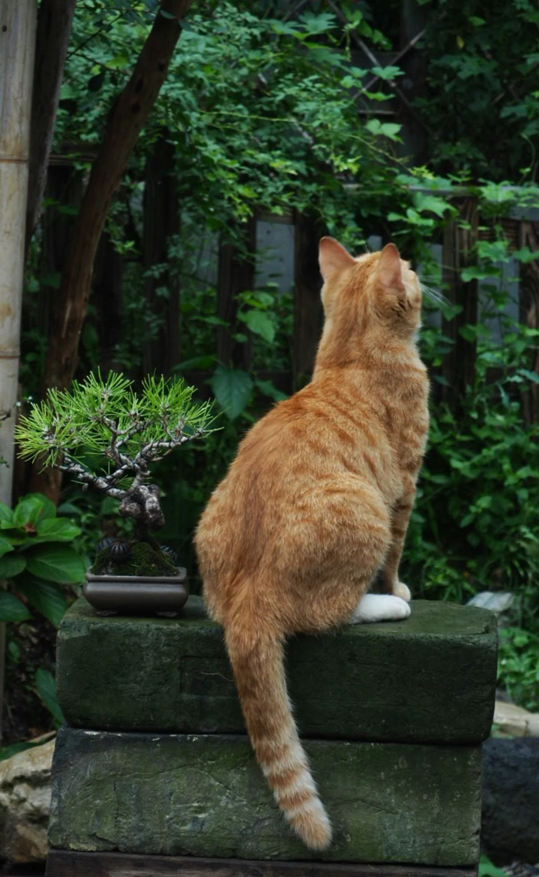 小黄猫与野鸭的故事：铁汉柔情，相遇是缘再也忘不了你