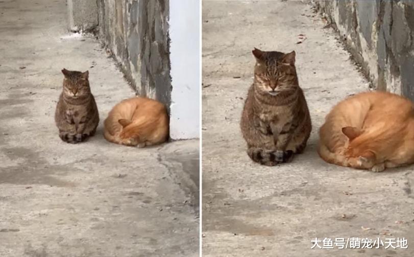 虎斑猫放哨左摇右晃狂打盹，一旁橘猫趴着睡死：菜鸟加油