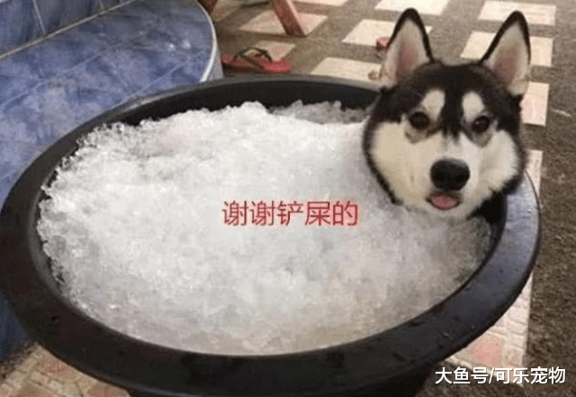 主人给哈士奇准备了一盆冰块，二哈彻底释放天性，感觉到达了巅峰