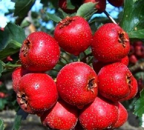 三高的天敌来了，每天补充一点，迅速清理血管垃圾，让你远离三高