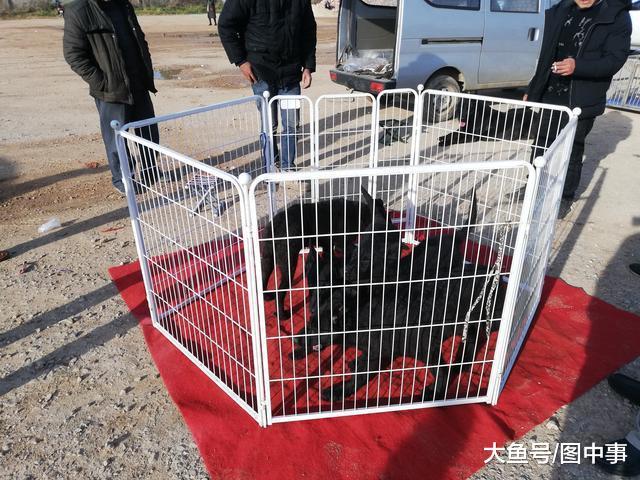 饲养场在狗市出售冷门的黑狼犬, 买主看中后挑选一只带走!