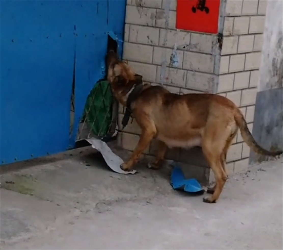 狗崽被锁院内，母狗咬破铁皮拼力进院喂食，网友：母爱伟大……