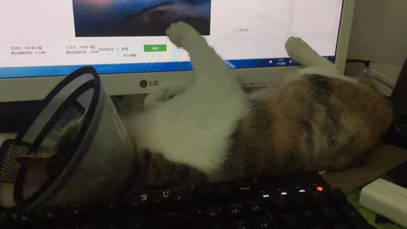 橘猫大摇大摆躺在车顶，对车主一屑不顾，还霸占车子打了大哈欠