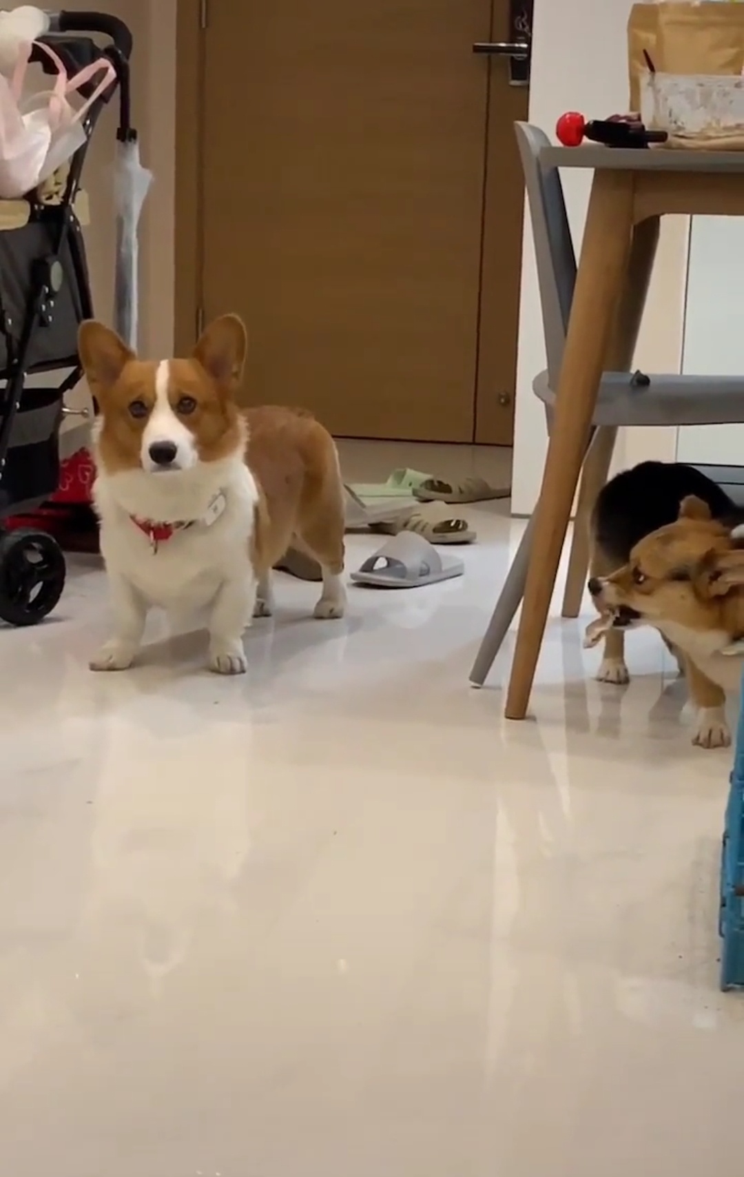 母狗怀孕产子后性情大变，她的举动吓得公狗有点惊慌失措