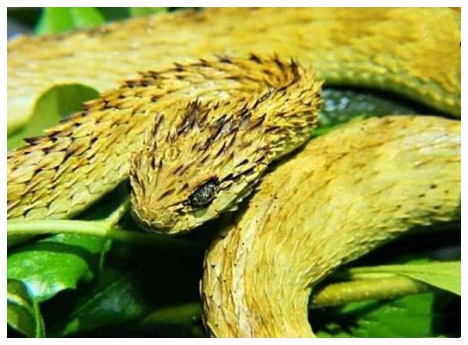 這種蛇皮膚像是黃金圣斗士，它活得比較猥瑣，喜歡出陰招