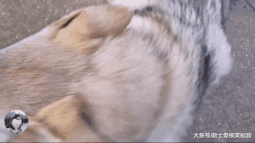 网友错把狼犬当哈士奇，还把它们养一起，结果二哈悲剧了