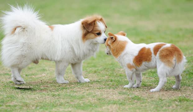 狗狗什么时候才算真正成熟？一看牙齿二看骨骼，我家狗狗初长成