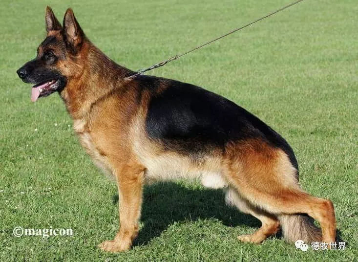 德牧传奇 狼王VA1威嘎斯VA1 Vegas du Haut Mansard