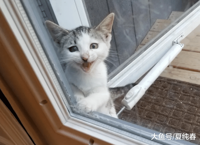 饥饿小花猫趴在门前向人求助，喂了之后，带着它的姐妹又来了
