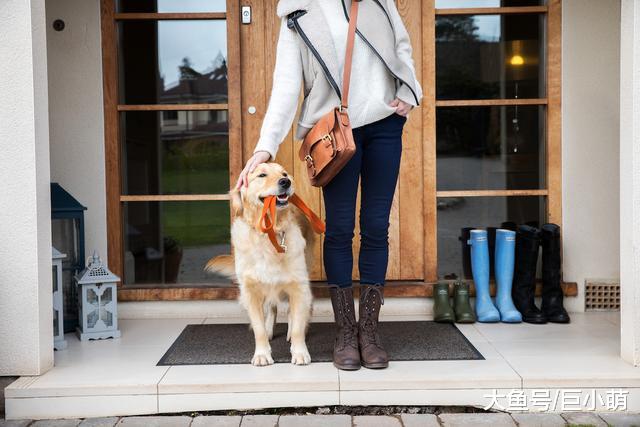 别人家的狗狗很懒，而你们家的狗狗精力充沛？这是因为什么？