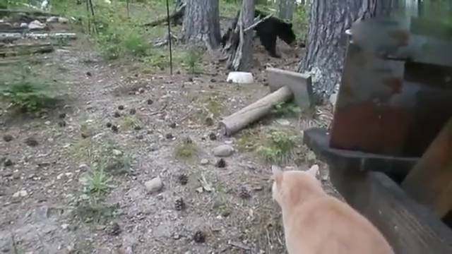 森林遛猫时遇到一只熊，下一秒猫咪朝着熊发动攻击，主人不淡定了