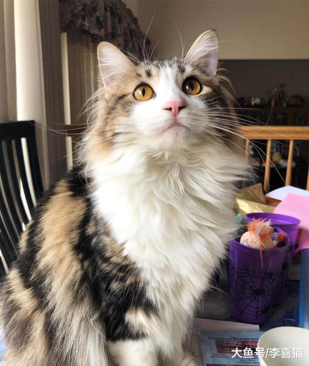 别以为给猫咪富足的物质生活就能得到它的爱, 精神需求也要考虑到