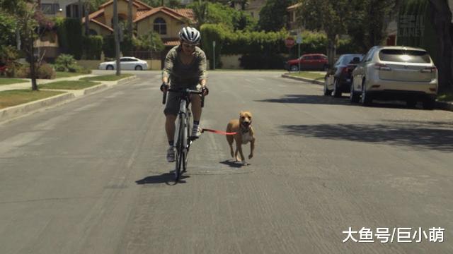 每次遛狗都跑断气？或许你可以试试让狗狗随自行车行