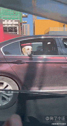 原来小狗狗扎辫子的时候是这样的