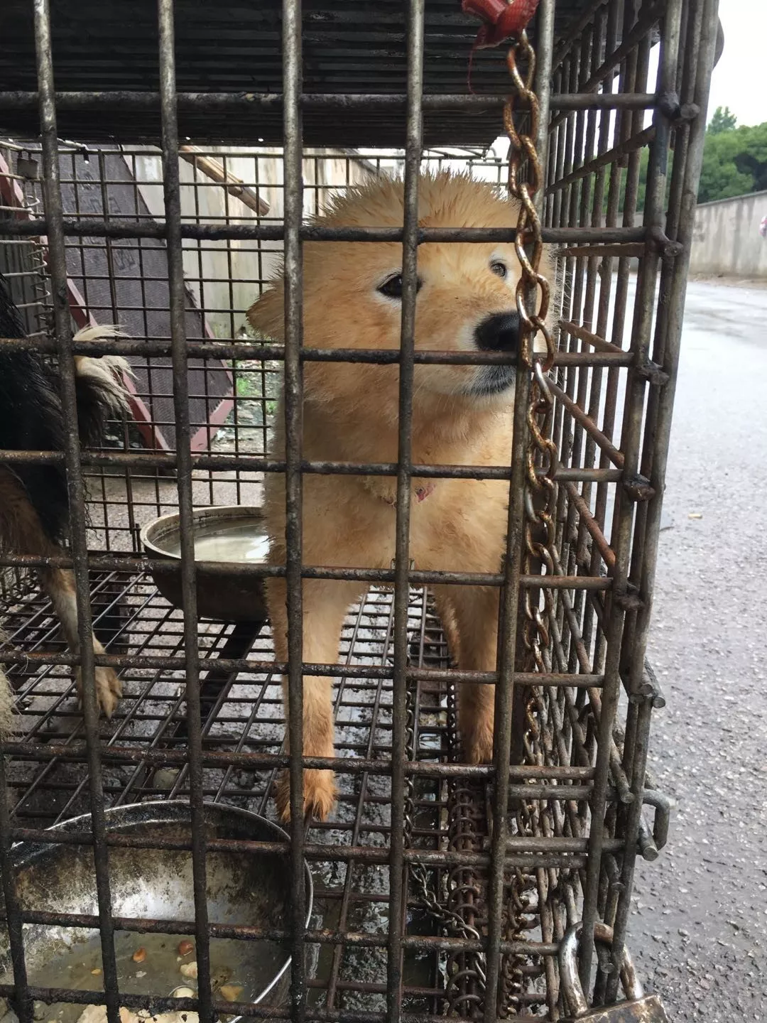 几十只名犬被关笼子里虐待，食盆里还有大便！狗的来源细思极恐