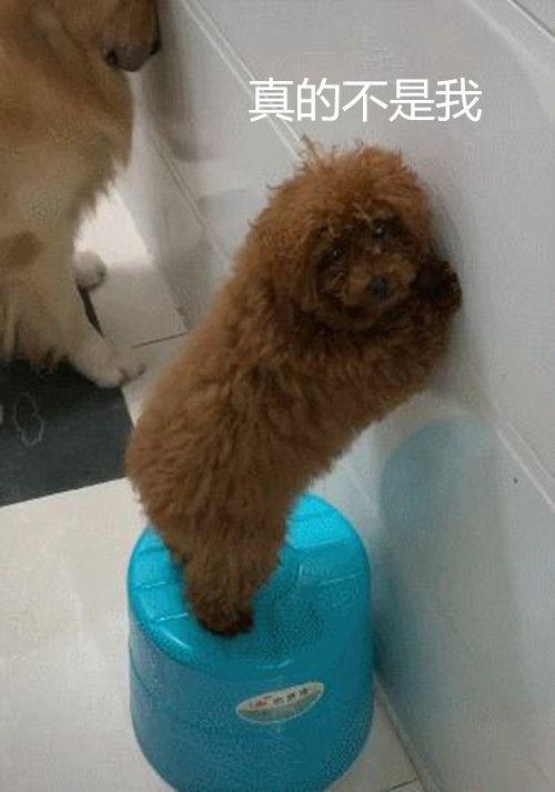 3只狗狗做错事被主人惩罚，当泰迪回头时，它的表情让主人笑喷