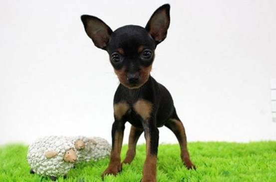 若家里有孩子，这几种犬是不适合养的，你都知道么？