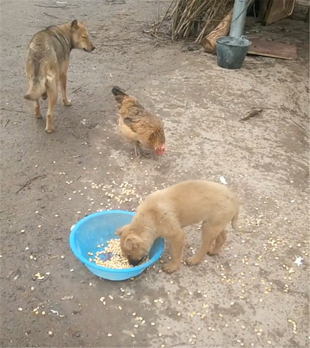 田园犬不让鸡吃食, 轮流蹲坐在食盆里守护玉米, 狗: 不许偷粮食