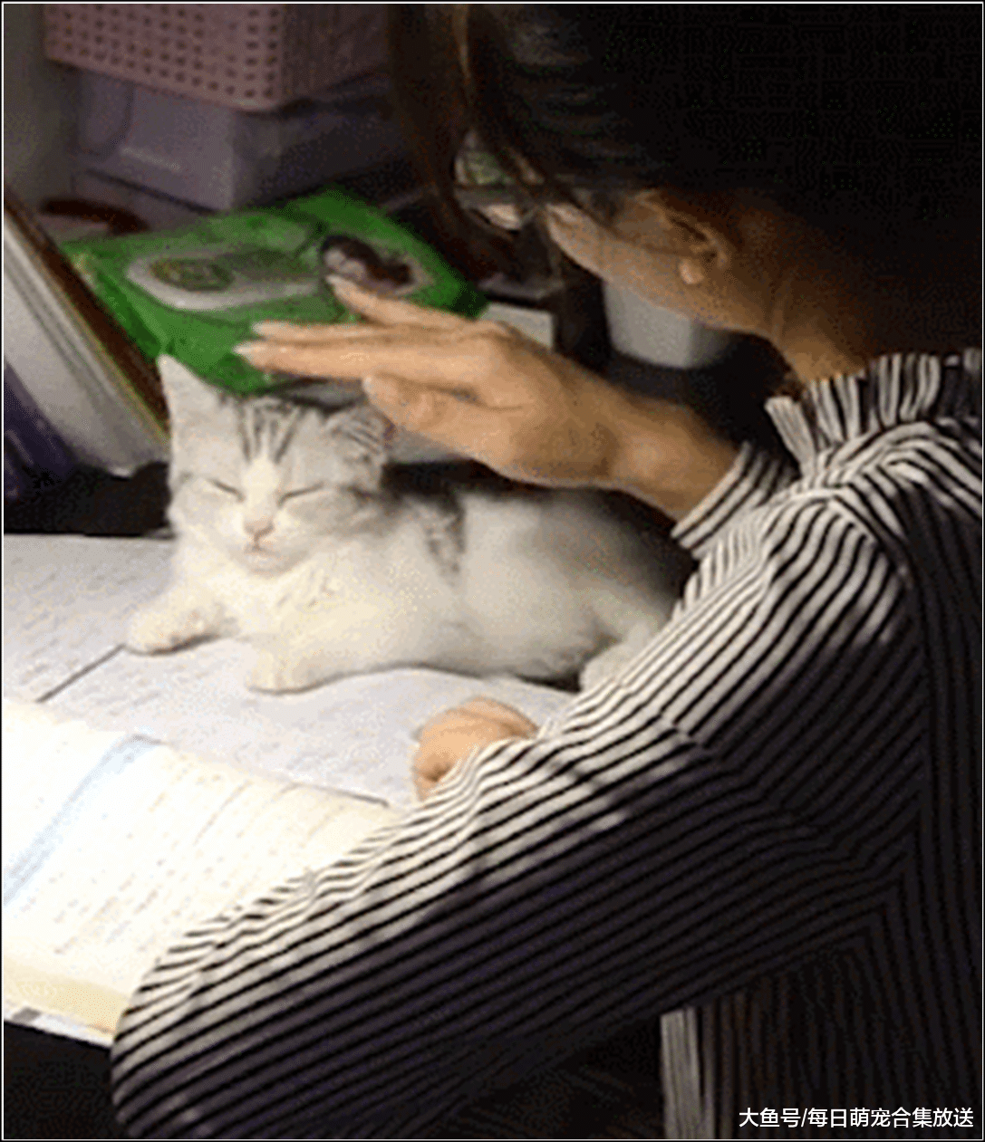 女主熬夜学习，小奶猫在一旁陪伴不肯离去，随后一幕萌翻了