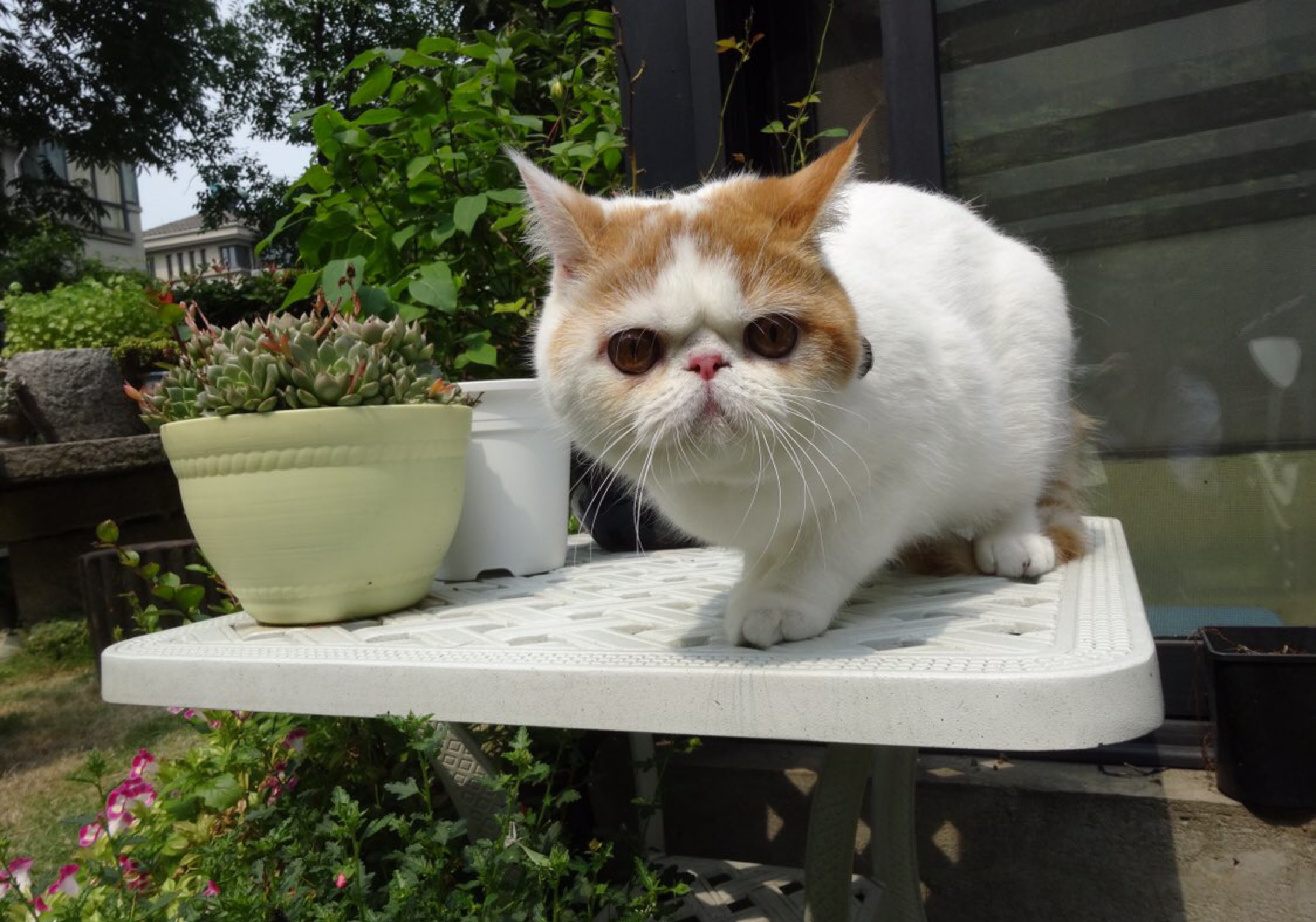 加菲猫野外求生记！太萌了，谁说猫不能溜的逗死我了……