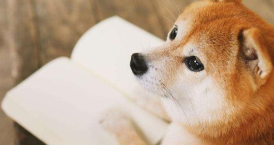 柴犬在妹妹头上恶作剧，妹妹却没发现，结果主人凑前一闻气懵了