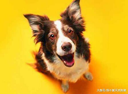 狗狗生理期不用怕，主人學會這5步，狗狗會更健康！