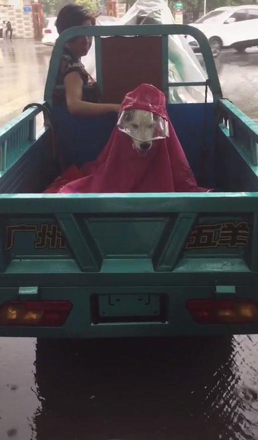 三輪車后面坐著小人，男子越看越不對，走近一瞧：嘿，怎么是二哈