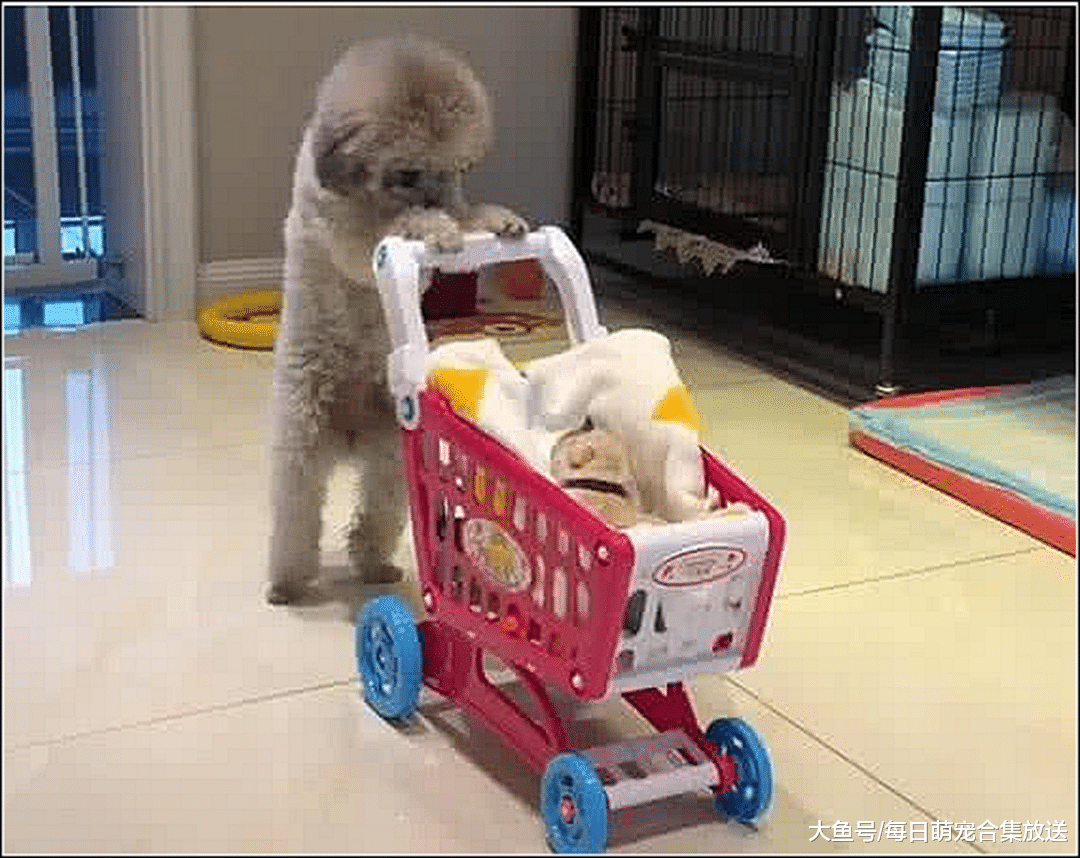 泰迪被骗绝育，隔天发现它在客厅玩，走近一看顿时不淡定了
