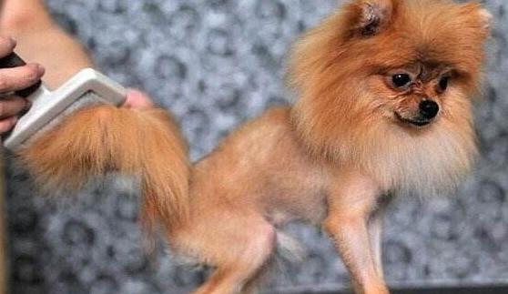 揭秘：狗狗总是害怕去宠物店的真相，被虐待只是其中之一！