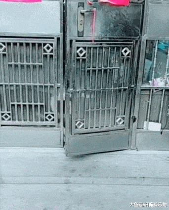 泰迪自己开门回家, 边牧的反应笑喷了: 卷毛仔, 你咋就不会关门呢!
