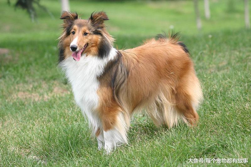 每次遛狗都成了狗遛人，狗狗想去哪里，你真的知道吗