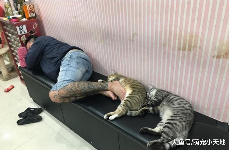 刺青爸發睡姿照有什么主人就有什么貓，網友笑：草蝦1斤怎么賣