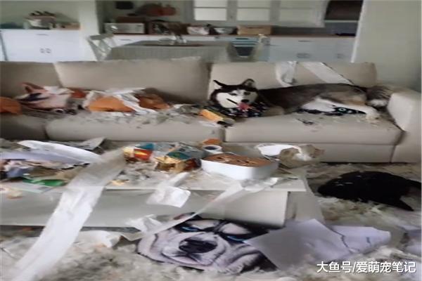 二哈把家拆完之后，还悠然自得坐在沙发上，网友：看把狗子累的！