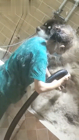 为什么洗一只狗狗要那么贵，宠物店员工：你亲自洗一只阿拉就知道